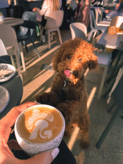 Dog with a coffee