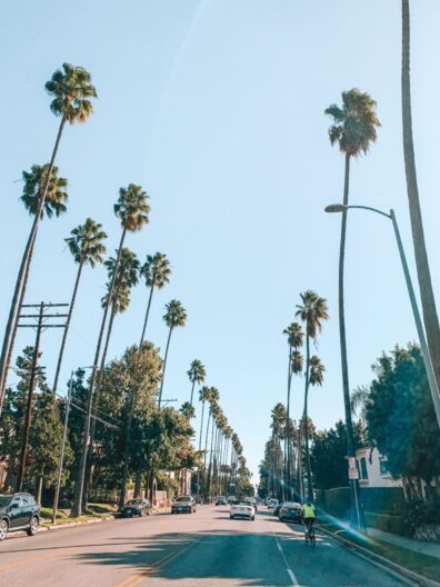 Palms trees on both side of the road in Beverly Hills, Los Angeles