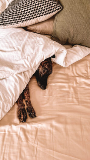 Dog sleeping under a blanket
