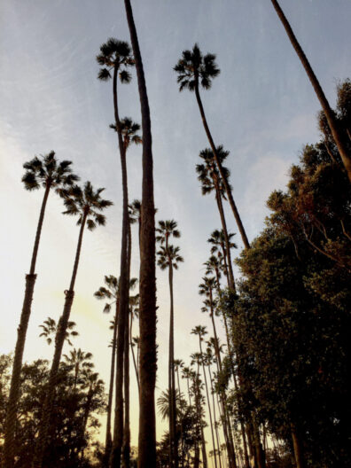 Palm trees in Los Angeles sunset