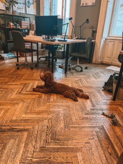 Dog laying in the middle of creative agency office